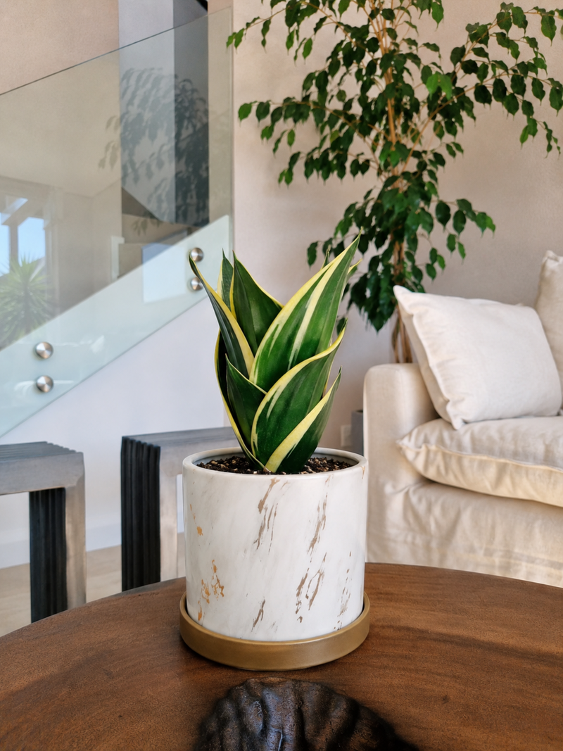 Sansevieria Black Gold + Macetero Nordico - Elige tu Color