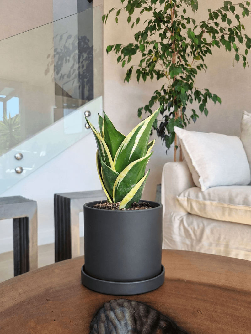 Sansevieria Black Gold + Macetero Nordico - Elige tu Color