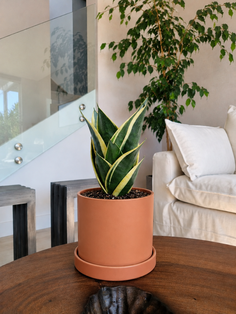 Sansevieria Black Gold + Macetero Nordico - Elige tu Color