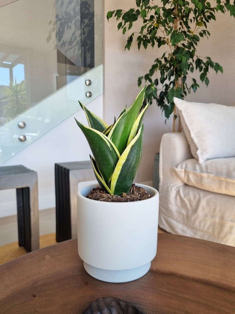 Sansevieria Black Gold + Macetero Pipa - Elige tu Color