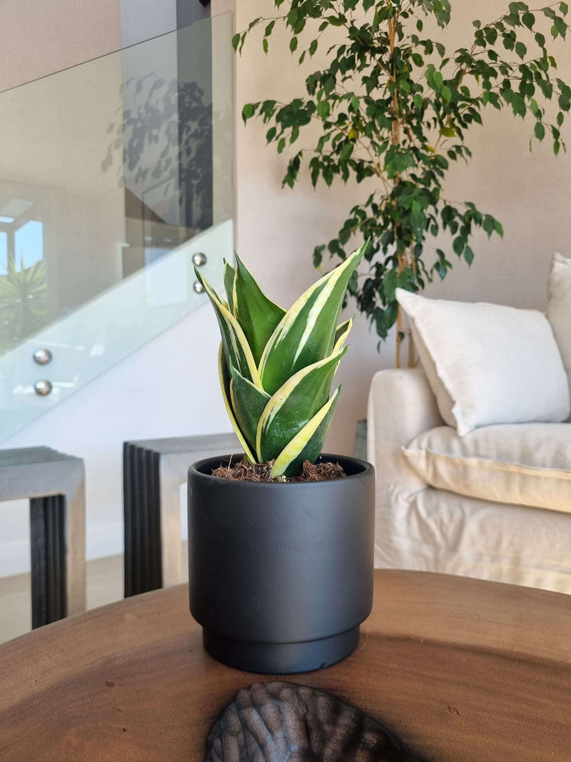 Sansevieria Black Gold + Macetero Pipa - Elige tu Color