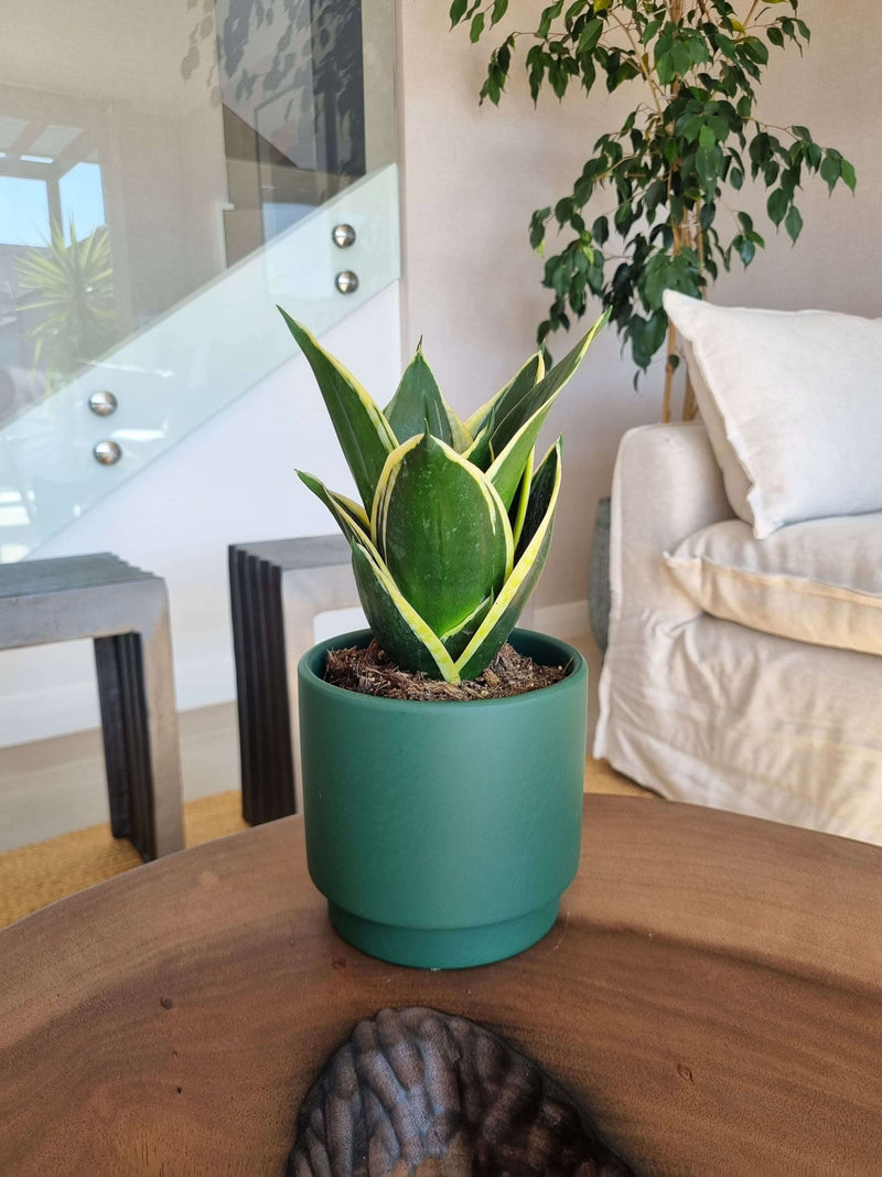 Sansevieria Black Gold + Macetero Pipa - Elige tu Color