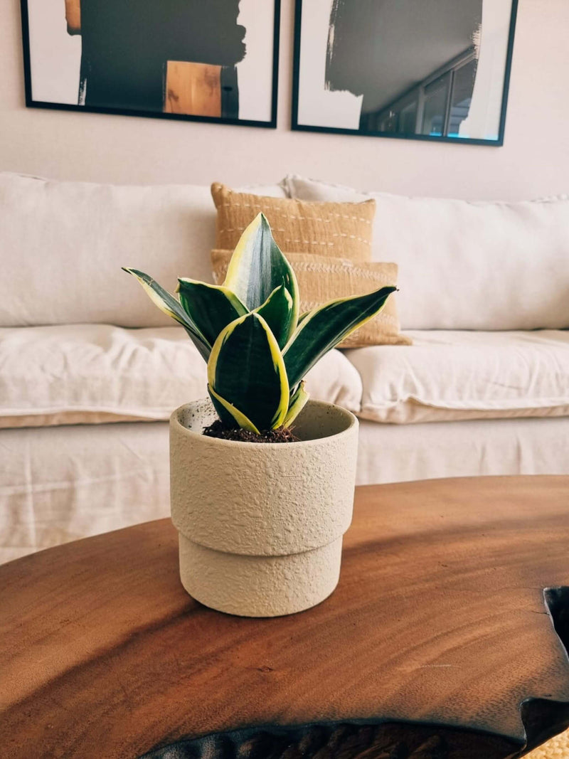 Sansevieria Black Gold + Macetero Terra - Elige tu Color