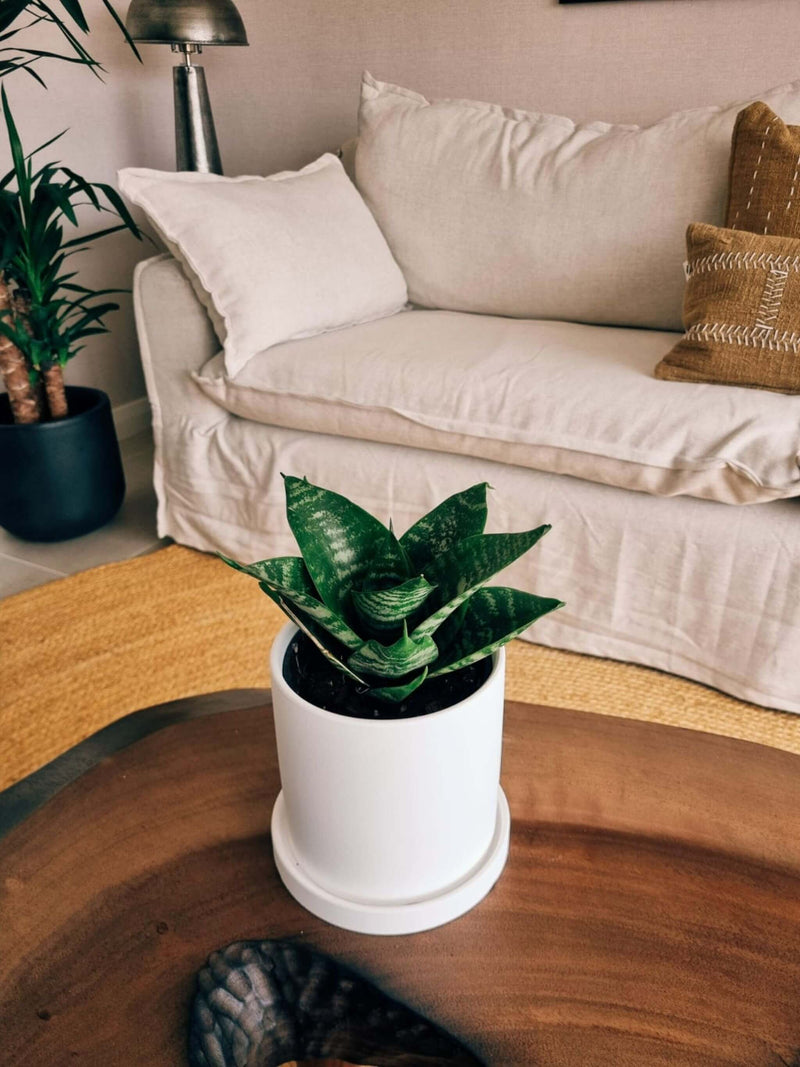 Sansevieria Green Star + Macetero Nordico - Elige tu Color