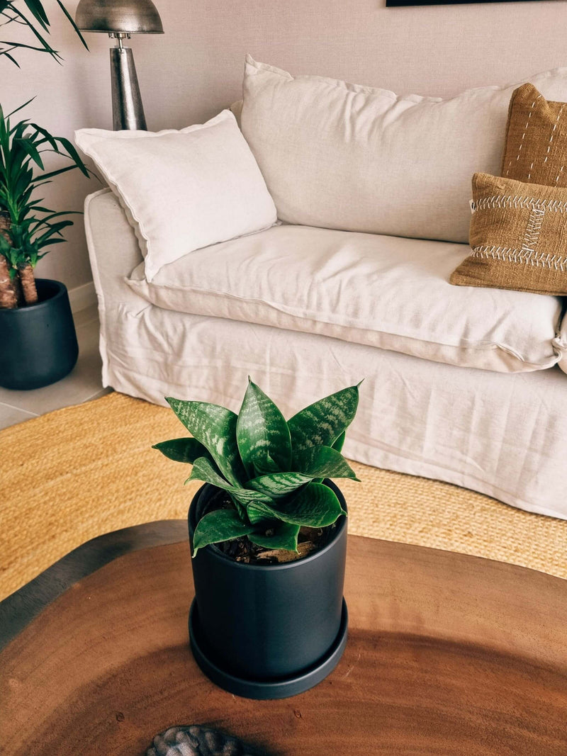 Sansevieria Green Star + Macetero Nordico - Elige tu Color