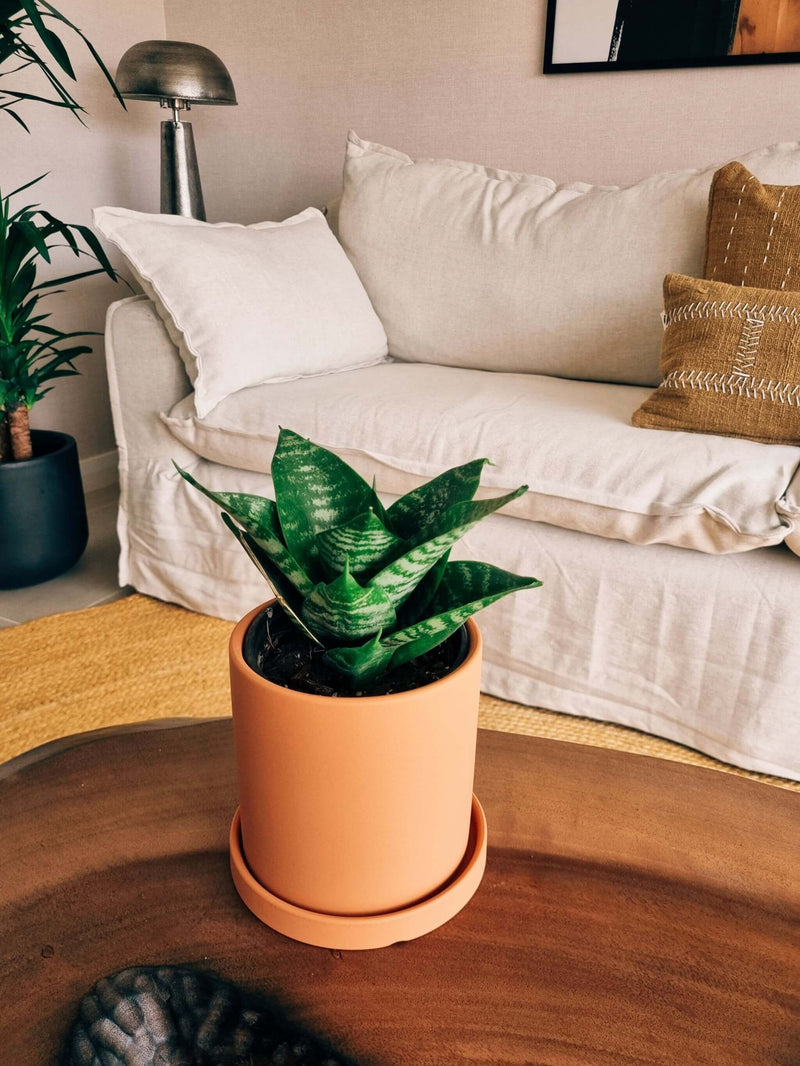 Sansevieria Green Star + Macetero Nordico - Elige tu Color