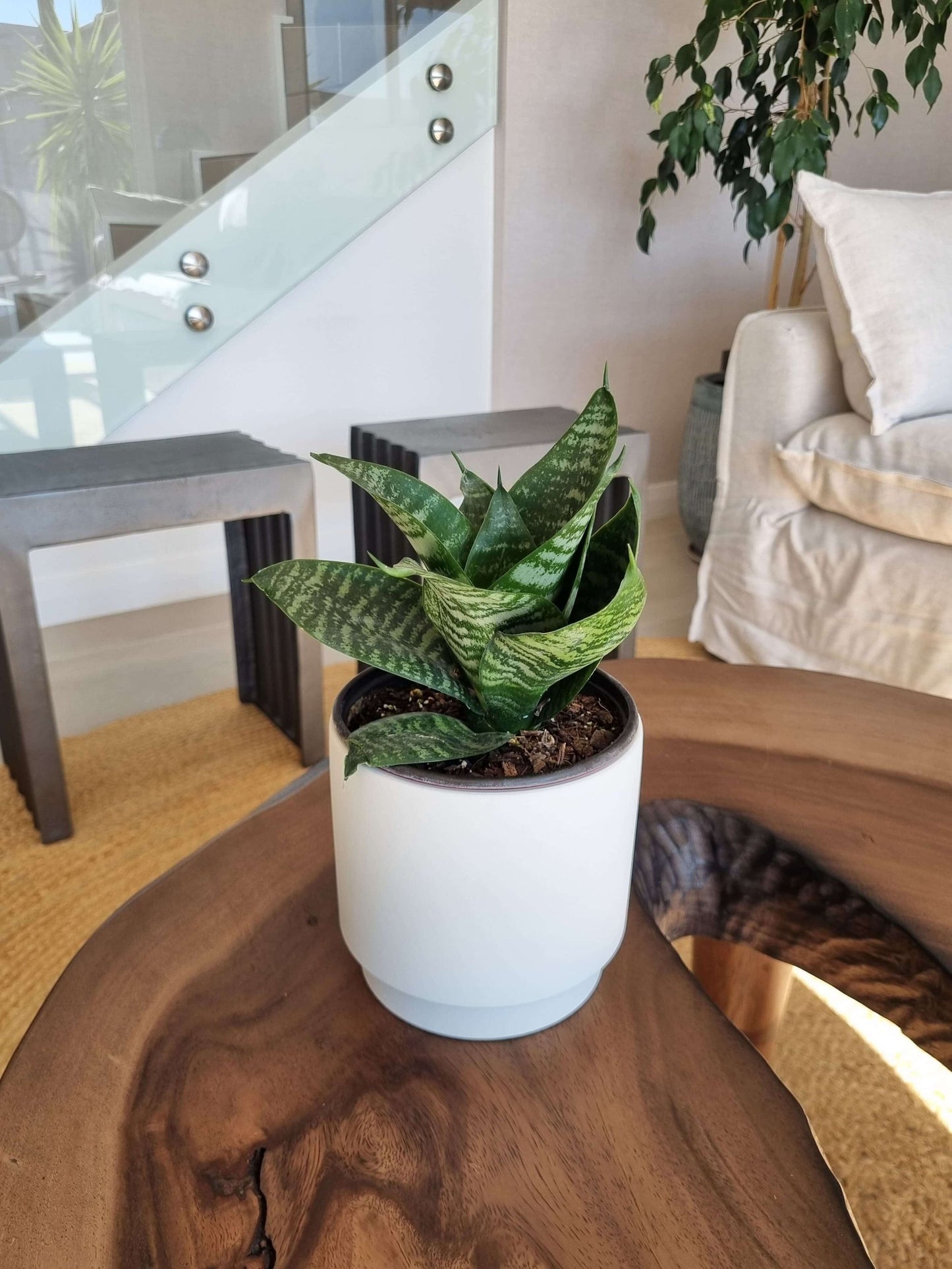 Sansevieria Green Star + Macetero Pipa - Elige tu Color