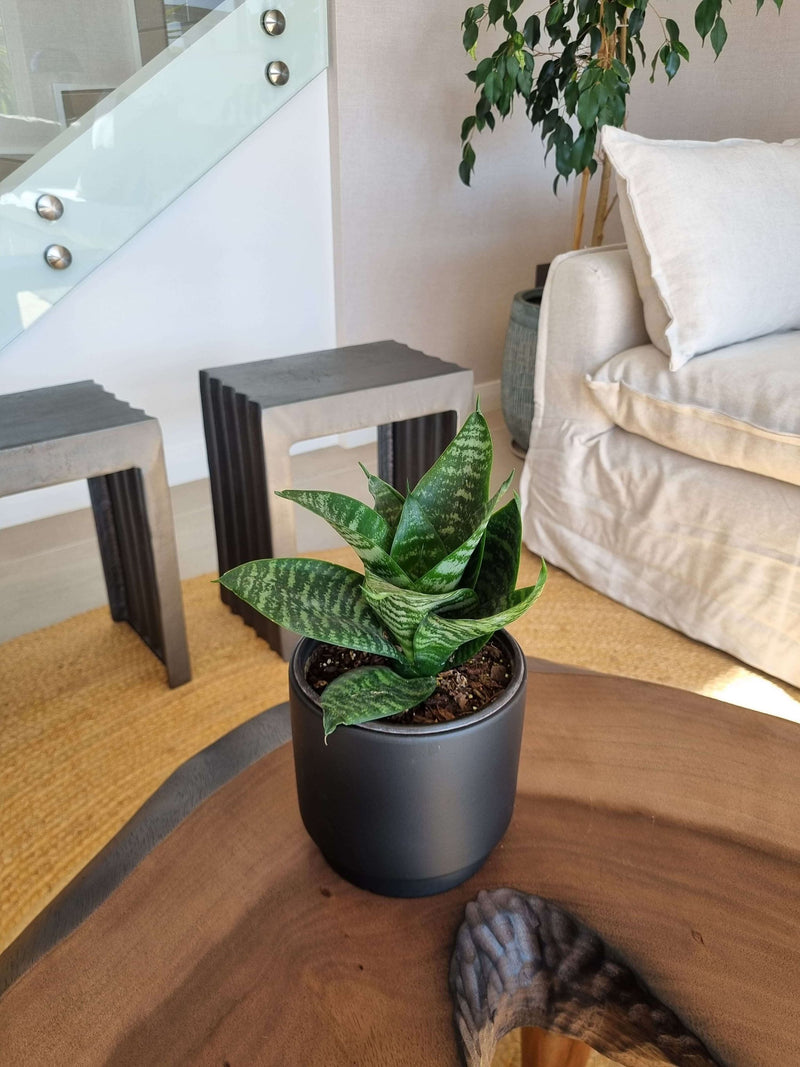 Sansevieria Green Star + Macetero Pipa - Elige tu Color