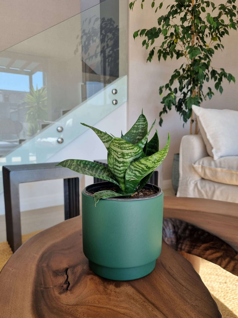 Sansevieria Green Star + Macetero Pipa - Elige tu Color
