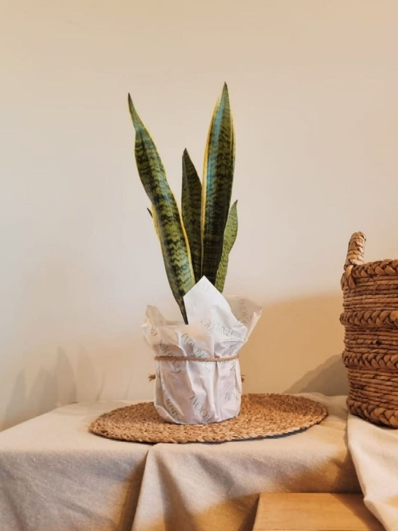 Sansevieria Laurentii - Garden Room