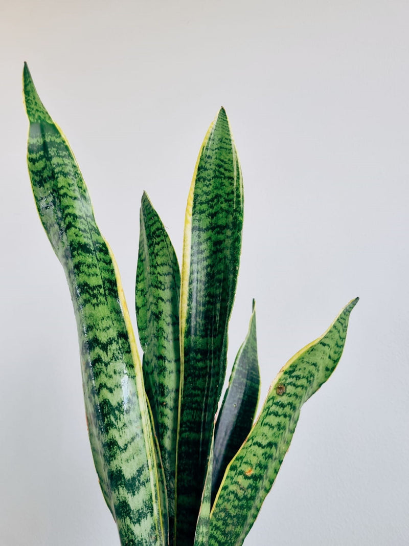 Sansevieria Laurentii - Garden Room