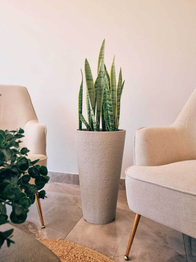 Sanseviería Laurentii XXL + Macetero Torre Arena