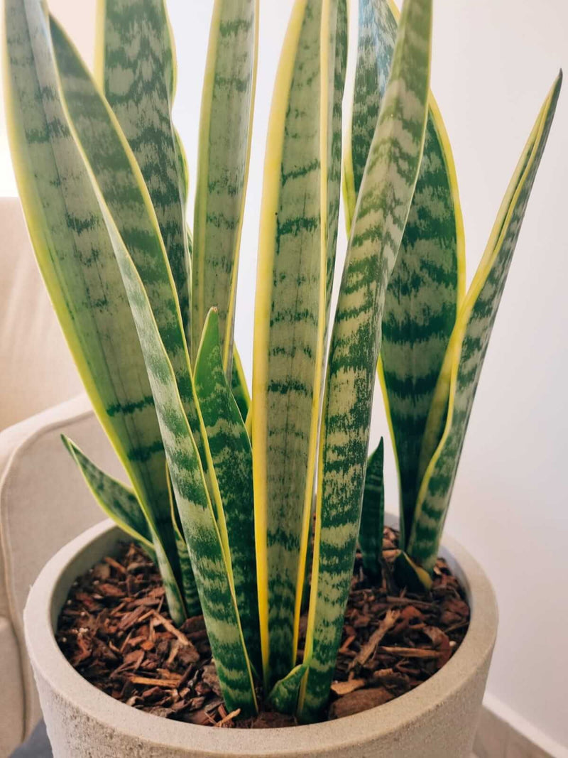 Sanseviería Laurentii XXL + Macetero Torre Arena