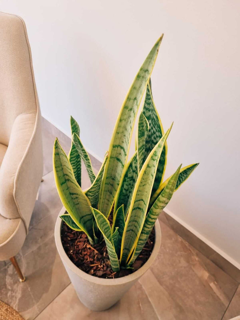 Sanseviería Laurentii XXL + Macetero Torre Arena