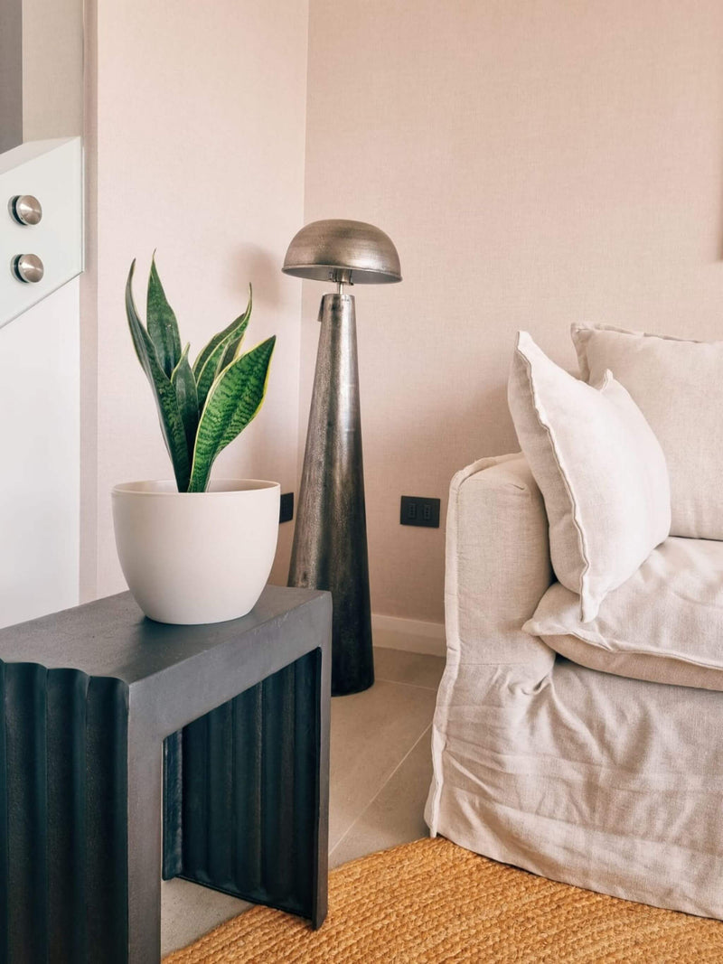 Sansevieria Laurentii + Macetero Cuenco - Elige tu color