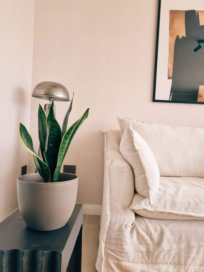 Sansevieria Laurentii + Macetero Cuenco - Elige tu color