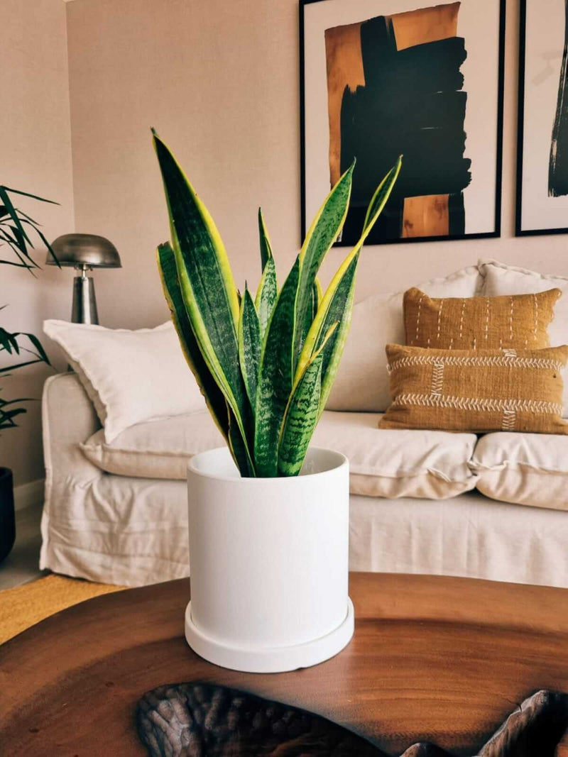 Sansevieria Laurentii + Macetero Nordico - Elige tu color
