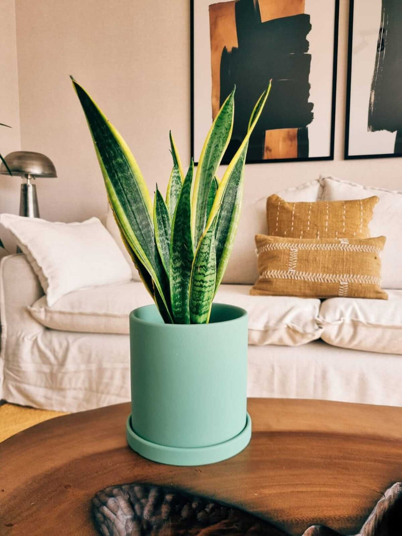 Sansevieria Laurentii + Macetero Nordico - Elige tu color