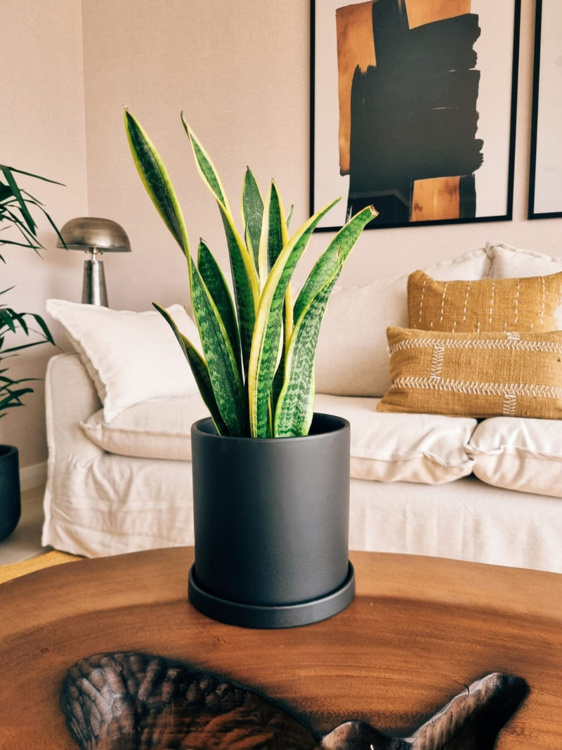 Sansevieria Laurentii + Macetero Nordico - Elige tu color