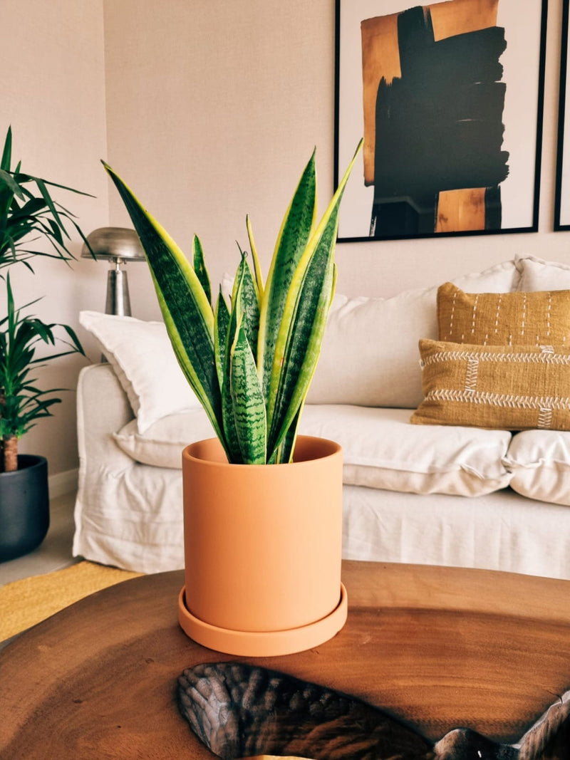 Sansevieria Laurentii + Macetero Nordico - Elige tu color