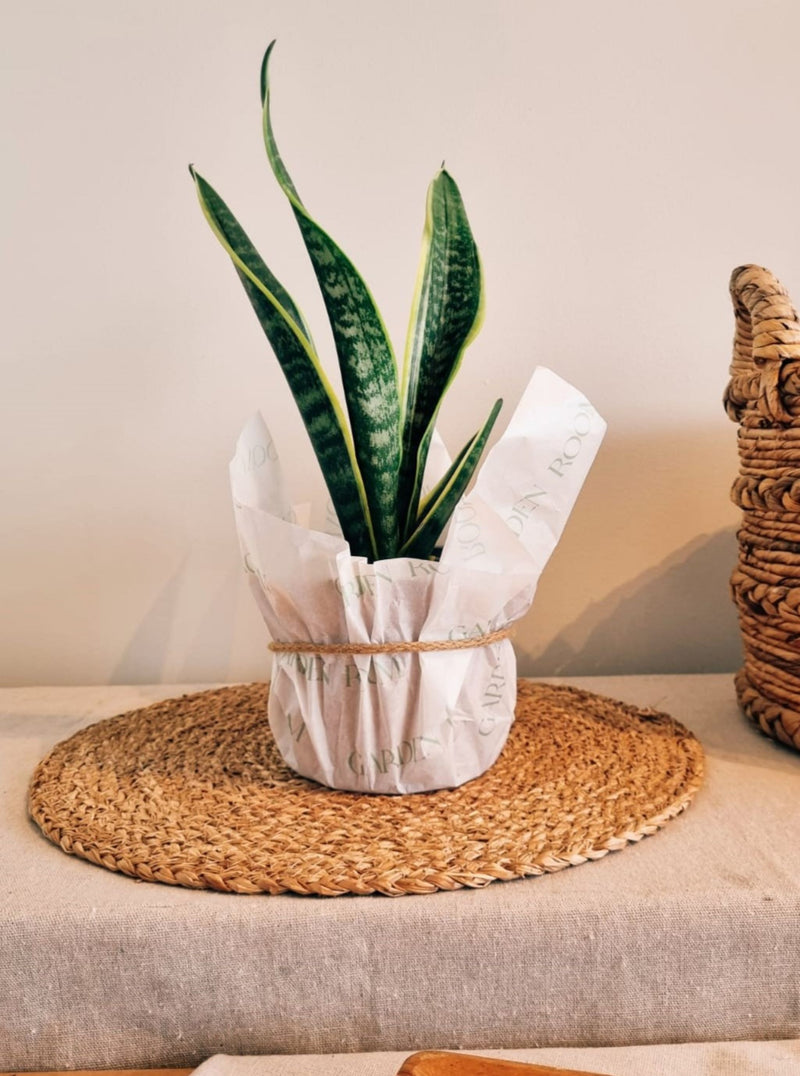 Sansevieria Superba - Garden Room