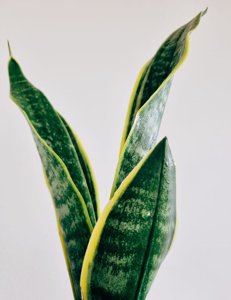 Sansevieria Superba - Garden Room