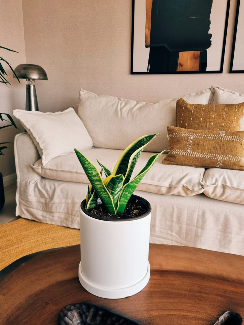 Sansevieria Superba + Macetero Nordico - Elige tu color