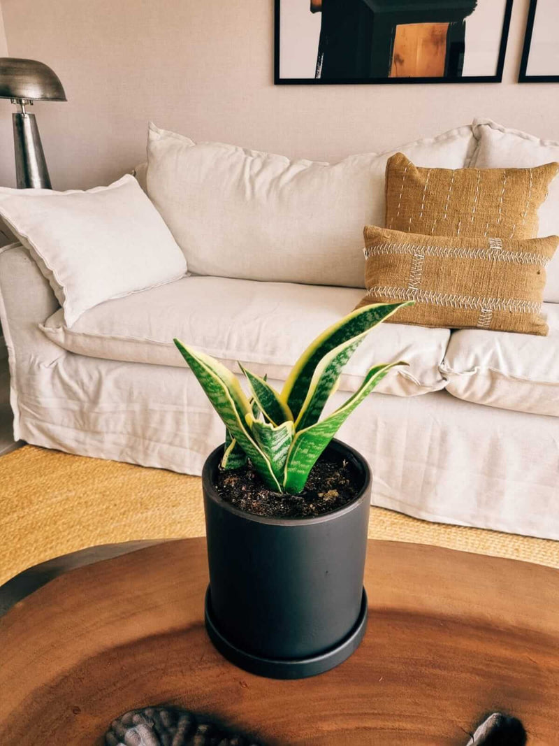 Sansevieria Superba + Macetero Nordico - Elige tu color