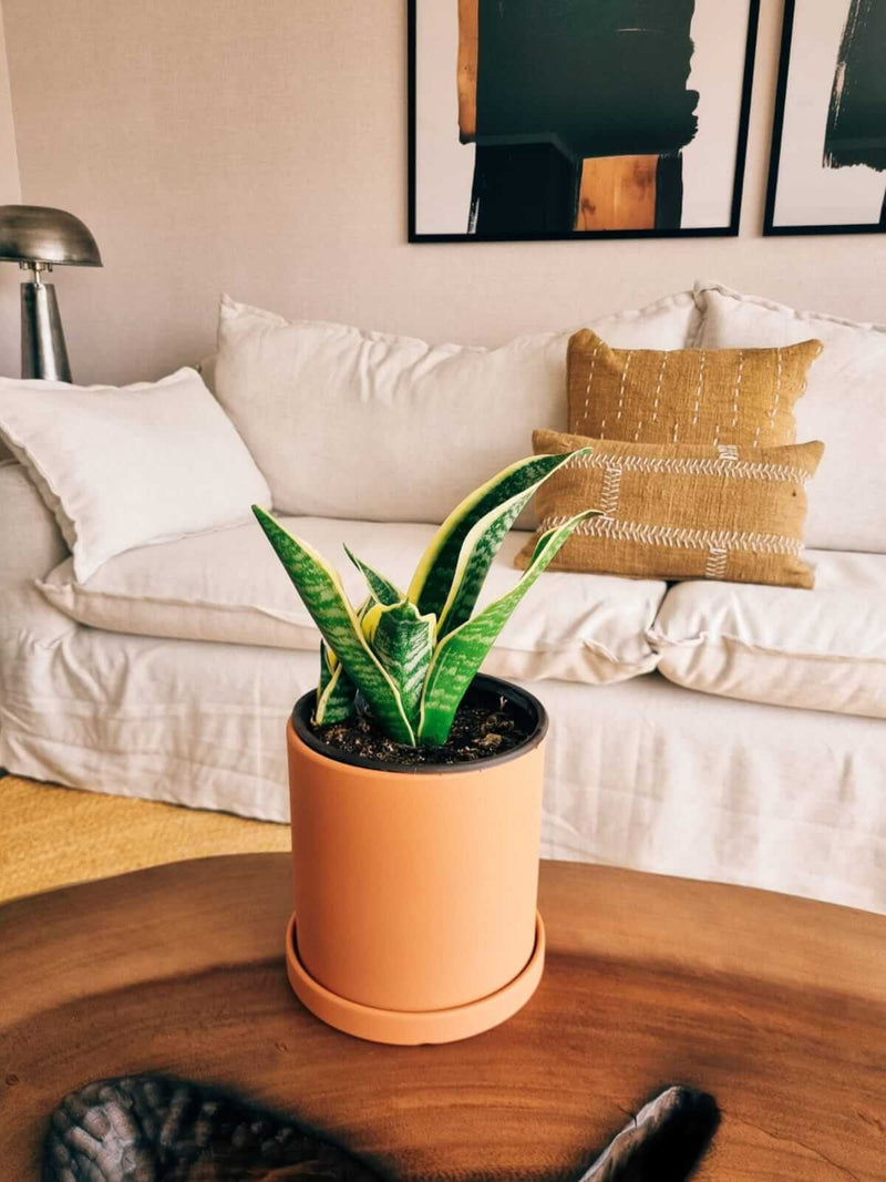 Sansevieria Superba + Macetero Nordico - Elige tu color