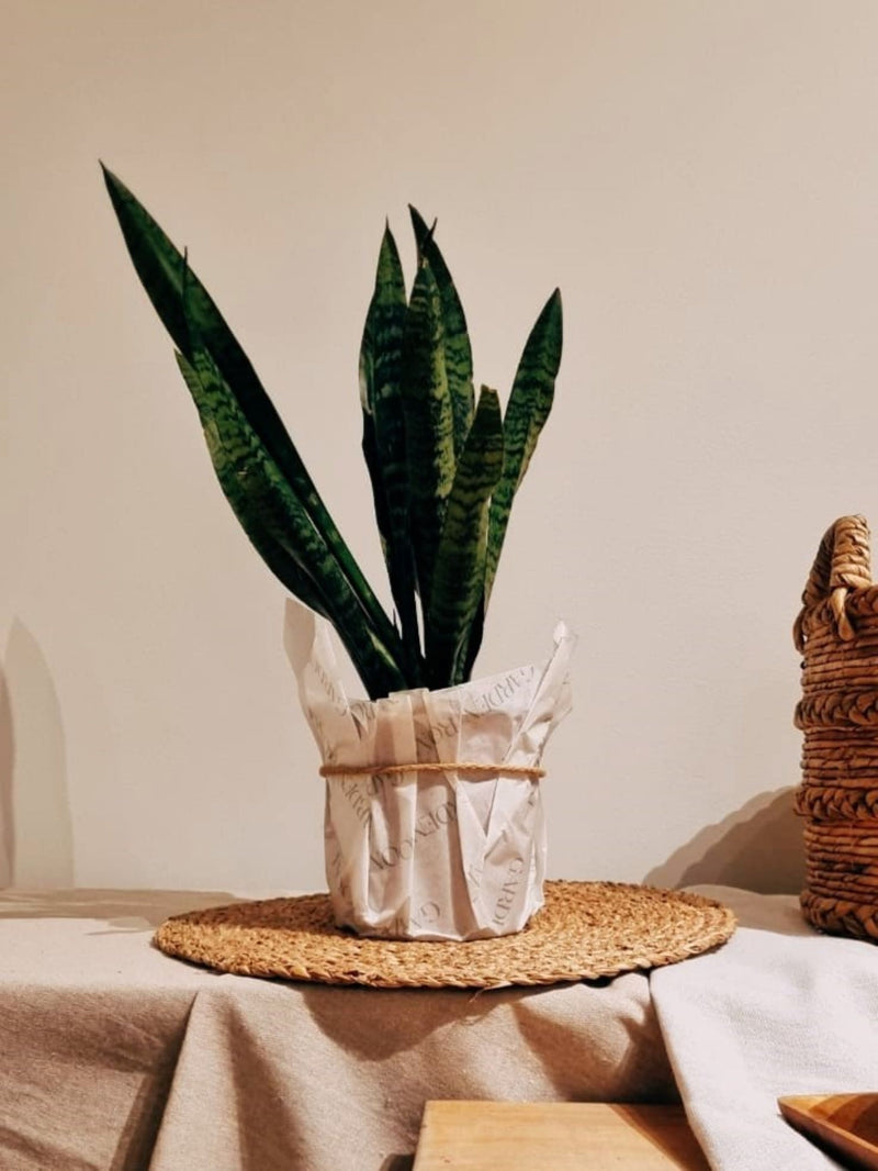Sansevieria Zeylanica - Garden Room
