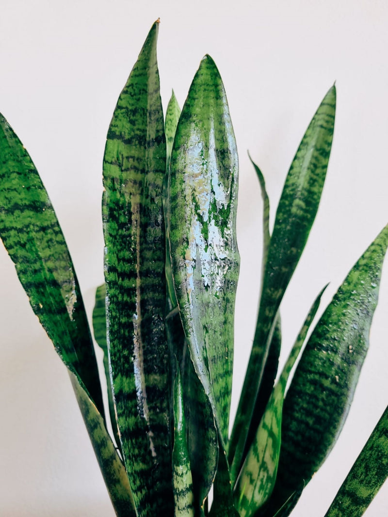 Sansevieria Zeylanica - Garden Room