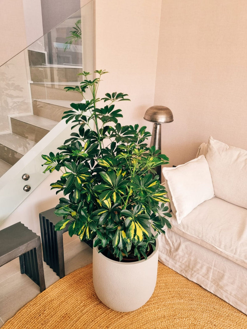 Schefflera XXL + Macetero Bruma - Elige tu color