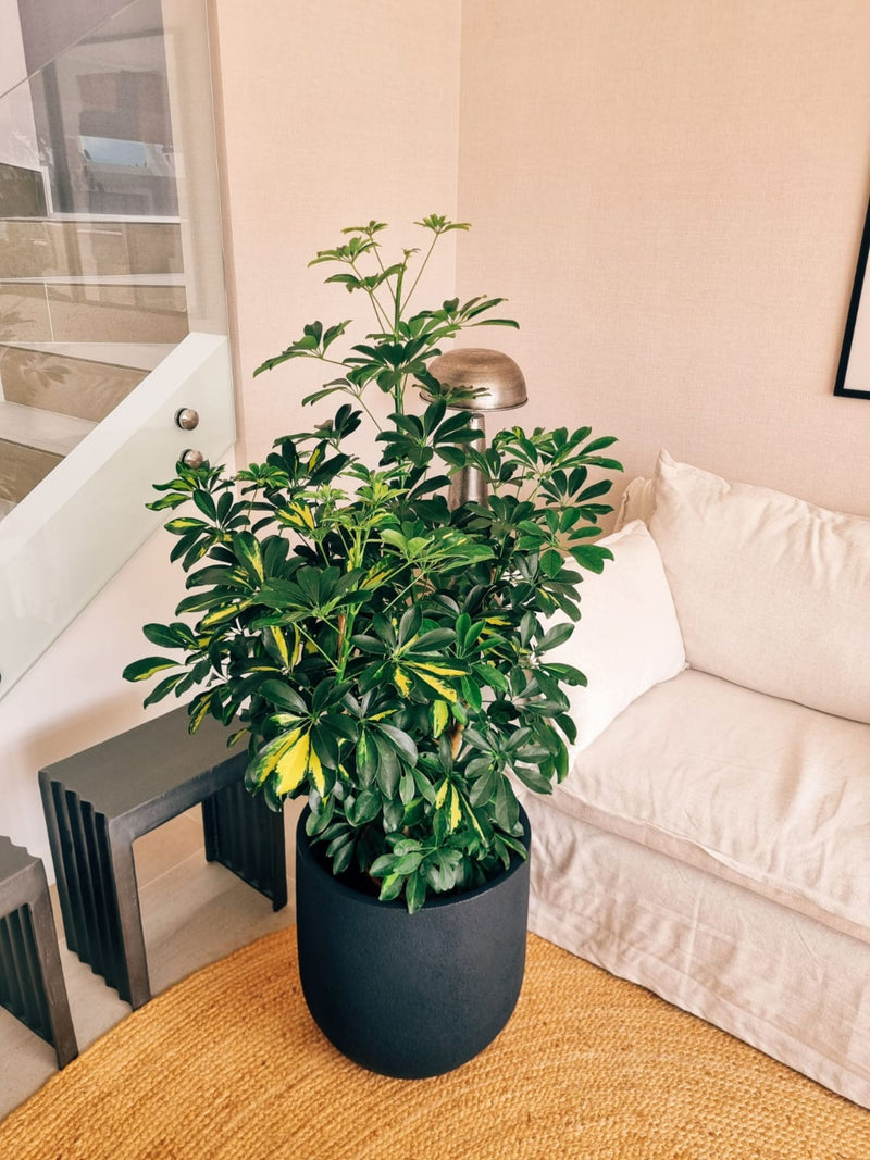 Schefflera XXL + Macetero Bruma - Elige tu color