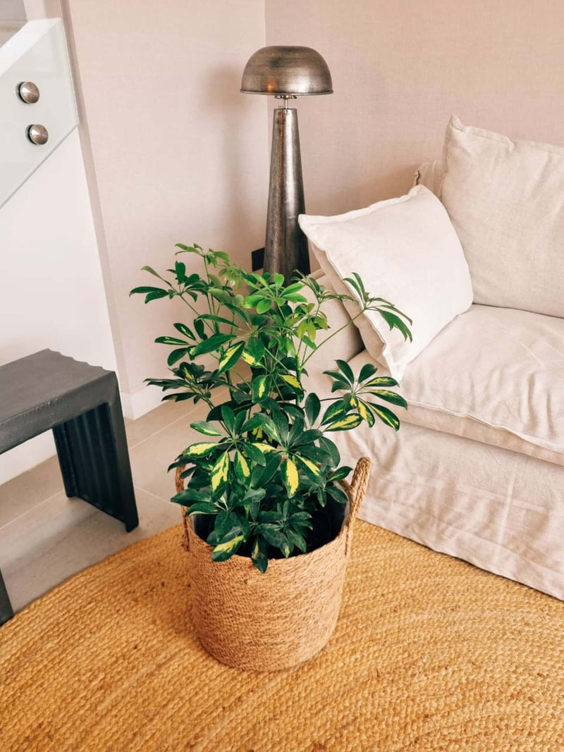 Schefflera XL + Canasto Rustic