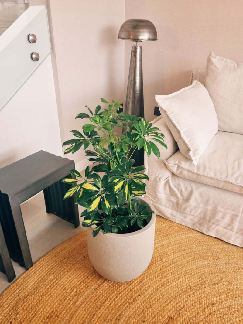 Schefflera XL + Macetero Bruma - Elige tu color