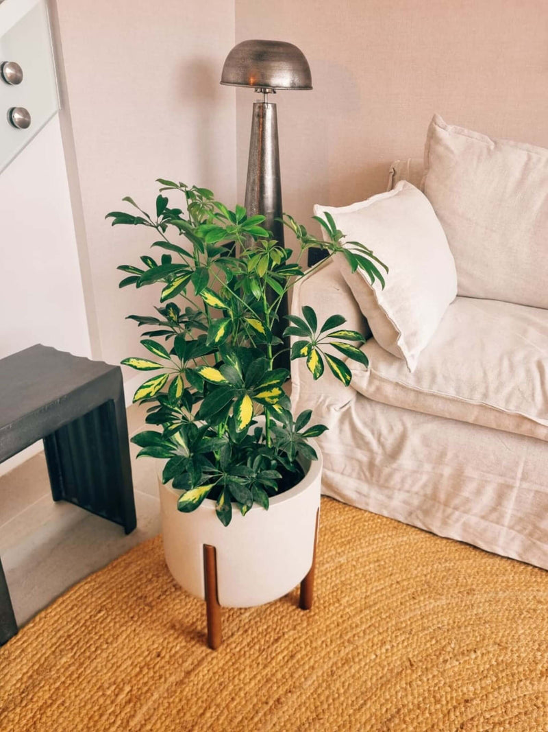 Schefflera XL + Macetero Elevé - Elige tu color