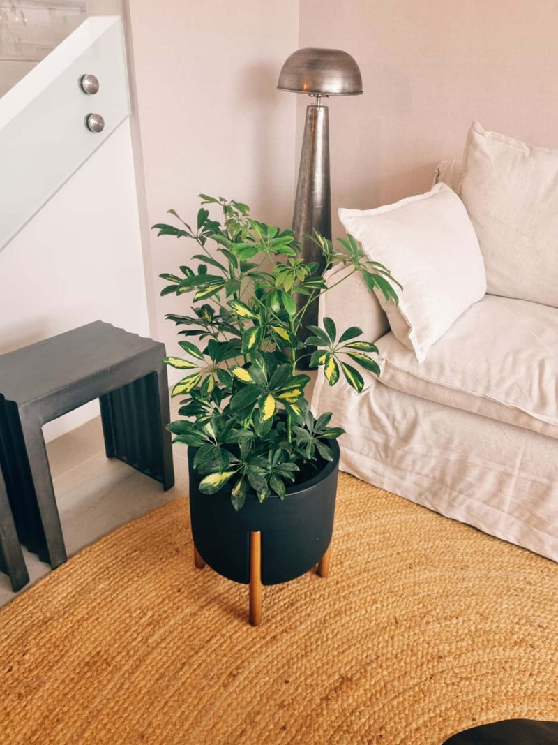 Schefflera XL + Macetero Elevé - Elige tu color