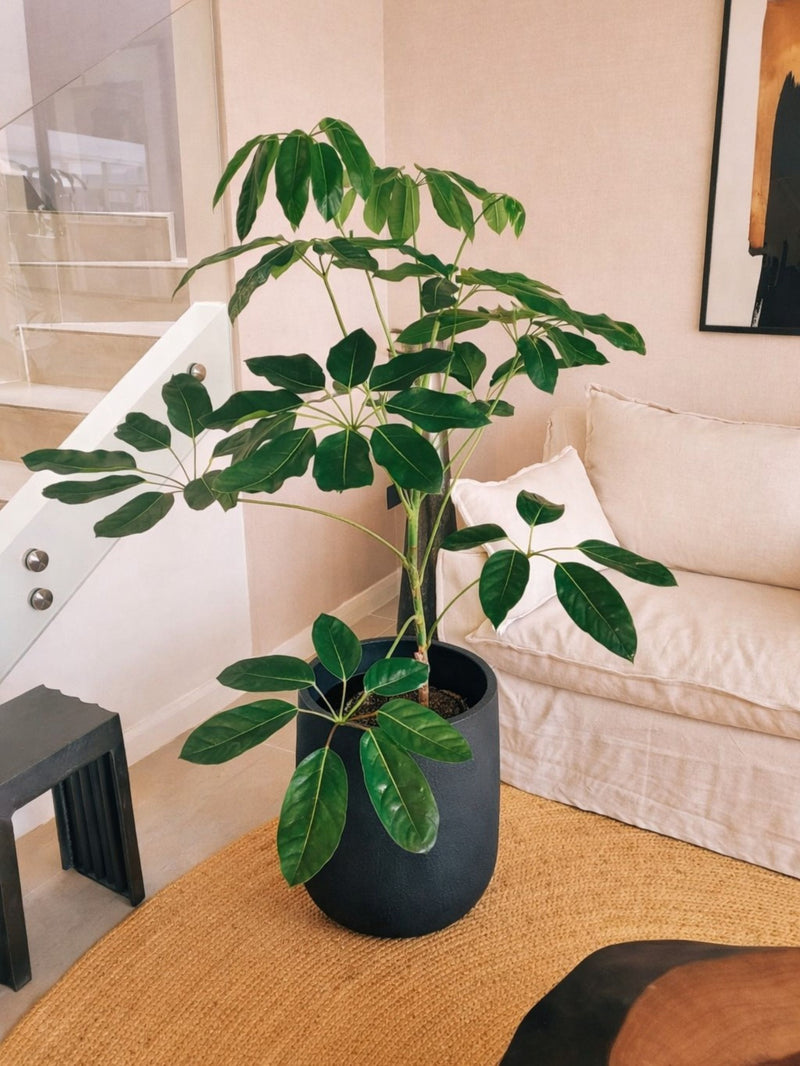 Schefflera Actinophylla XXL + Macetero Bruma - Elige tu color