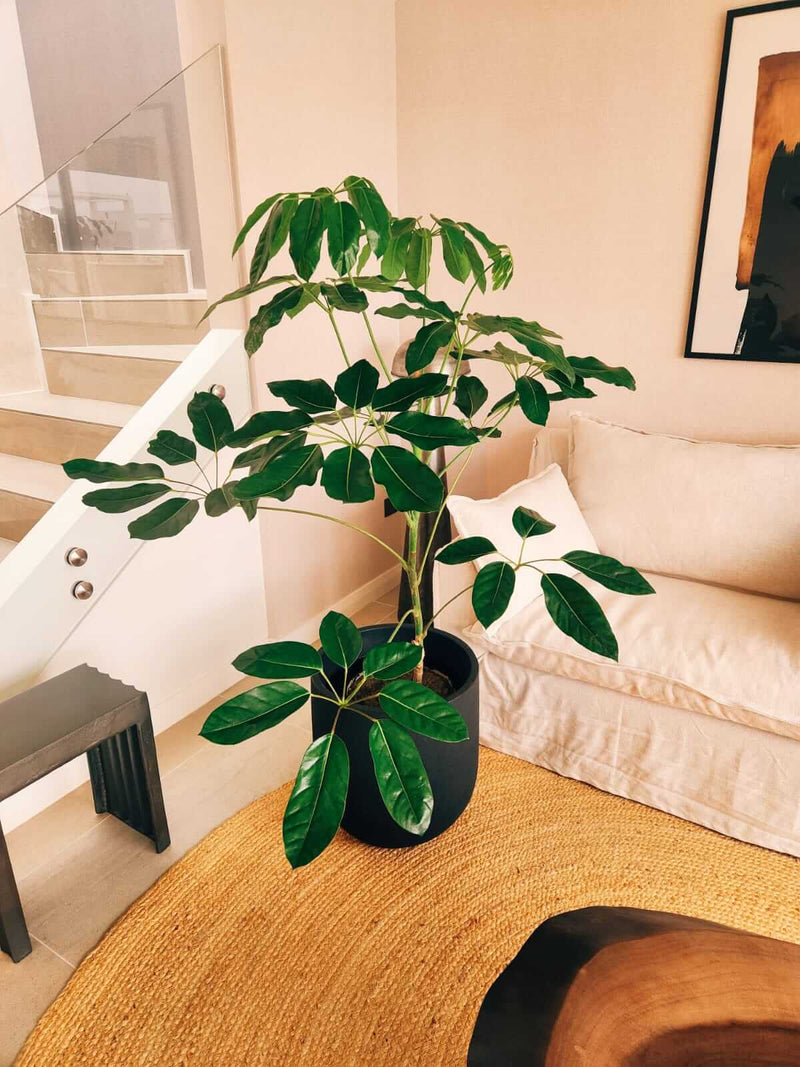 Schefflera Actinophylla XXL