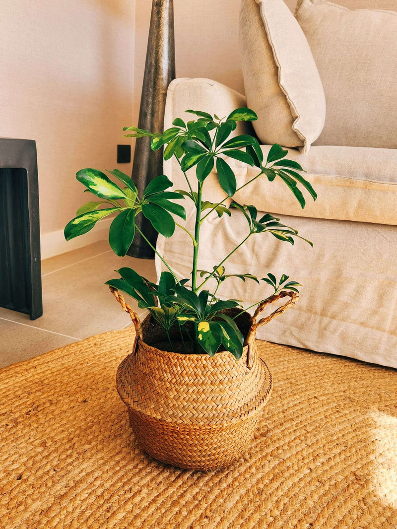 Schefflera Variegada + Canasto Isa