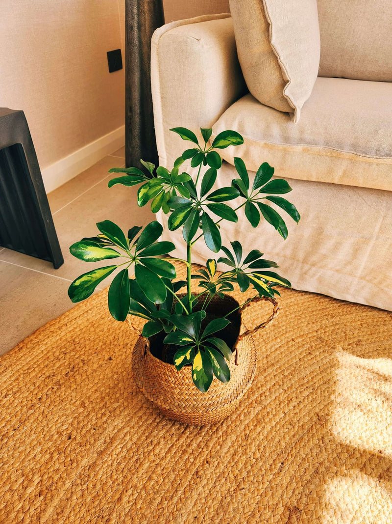 Schefflera Variegada + Canasto Isa