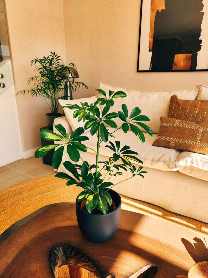 Schefflera Variegada + Macetero Bowl - Elige tu color
