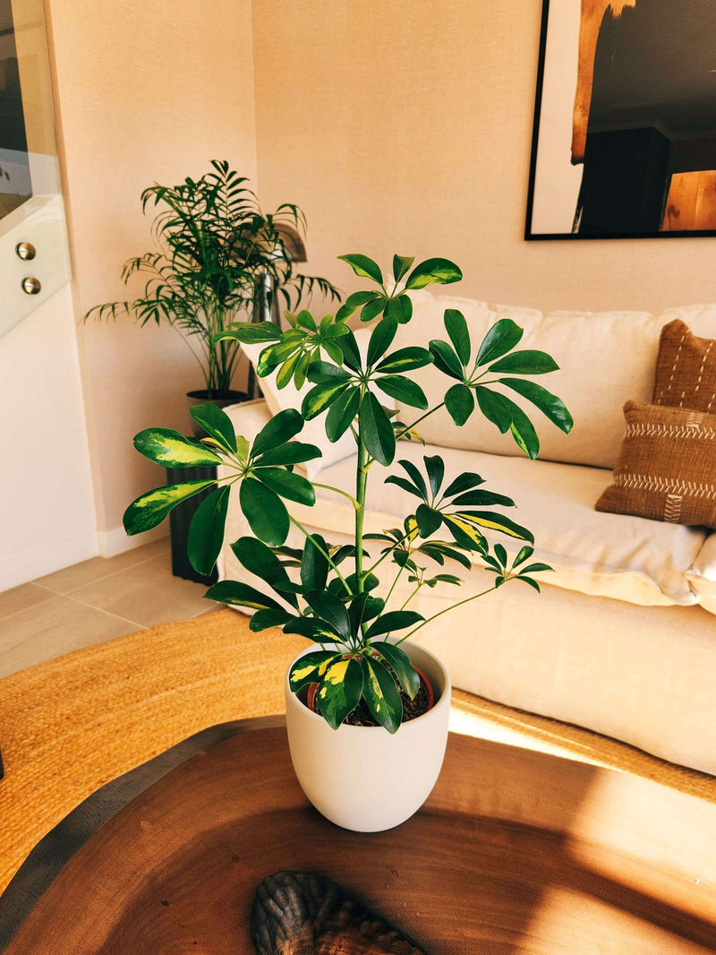 Schefflera Variegada + Macetero Bowl - Elige tu color