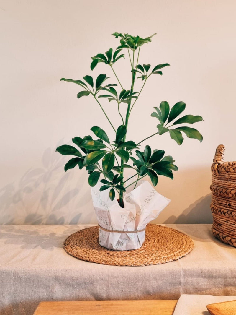 Schefflera Verde - Garden Room