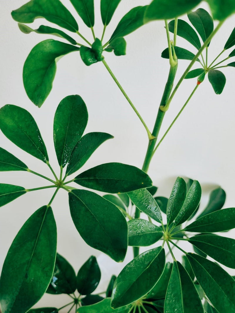 Schefflera Verde - Garden Room