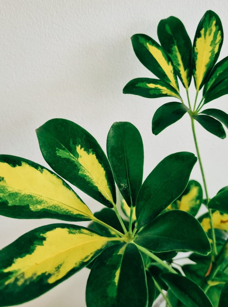 Schefflera Variegada - Garden Room