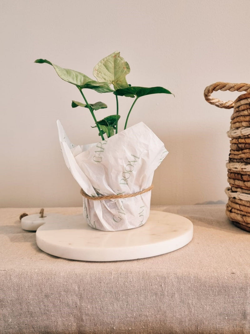 Singonio Confetti - Garden Room