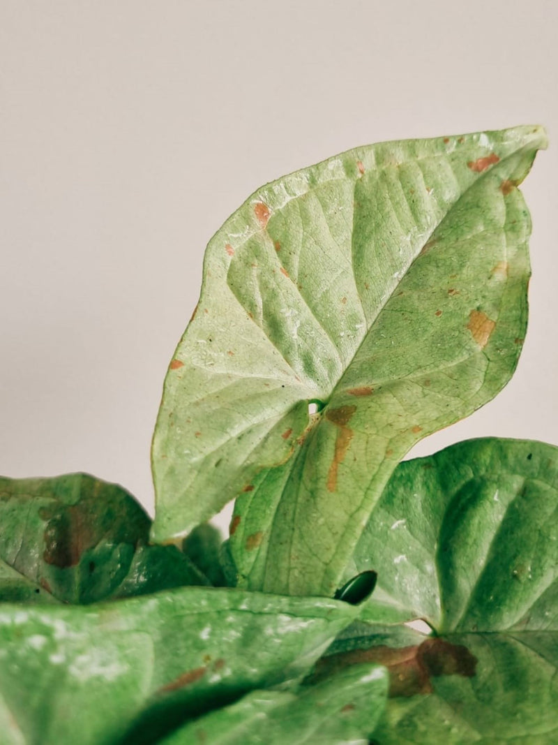 Singonio Confetti - Garden Room