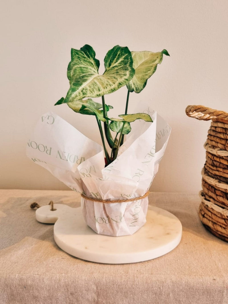 Singonio Plateado - Garden Room