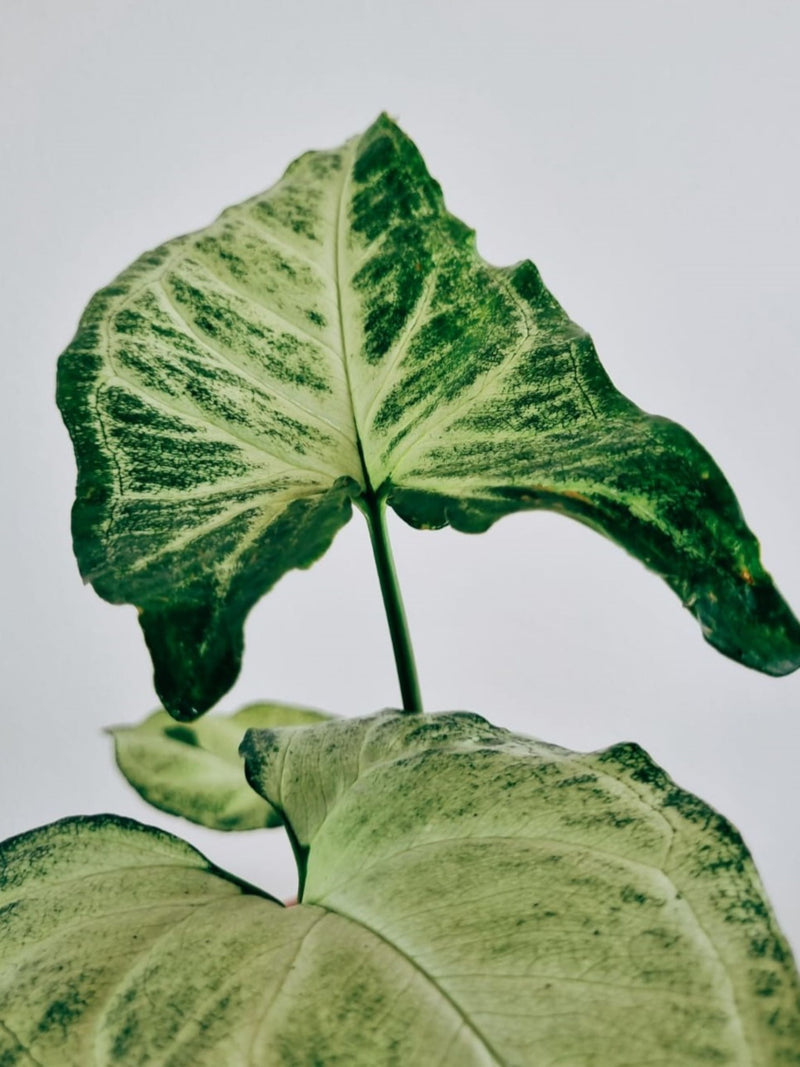 Singonio Plateado - Garden Room